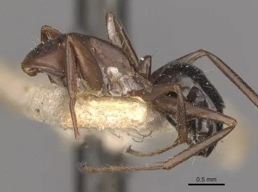 Camponotus punctulatus specimen CASENT0909974 image casent0909974_2