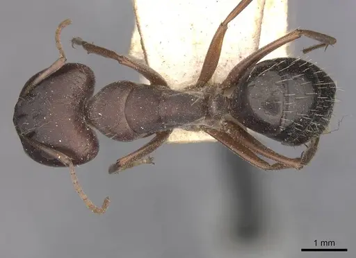 Camponotus punctulatus specimen CASENT0909975 image casent0909975_1