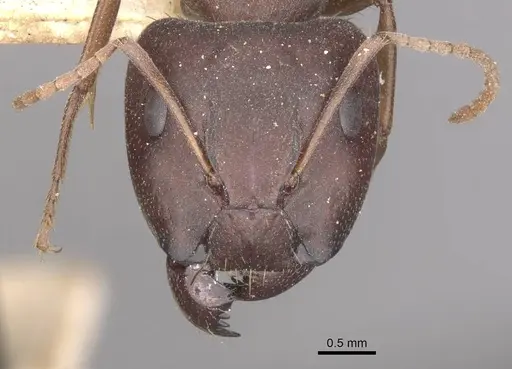 Camponotus punctulatus specimen CASENT0909975 image casent0909975_2