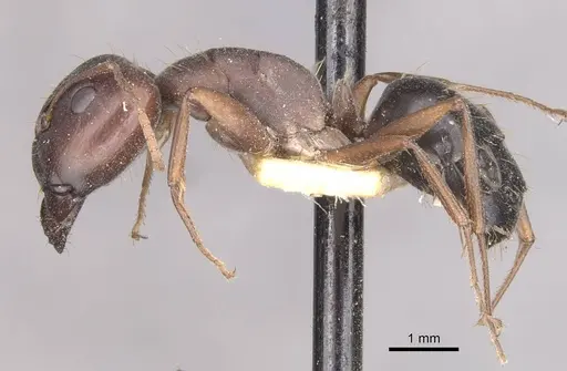 Camponotus punctulatus specimen CASENT0909975 image casent0909975_3