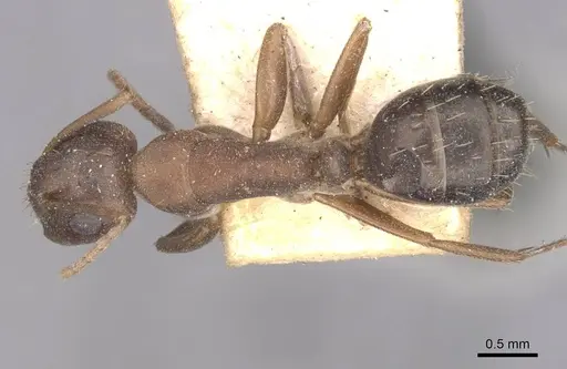 Camponotus punctulatus specimen CASENT0909976 image casent0909976_1