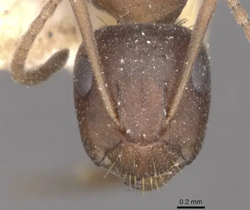Camponotus punctulatus specimen CASENT0909976 image casent0909976_2