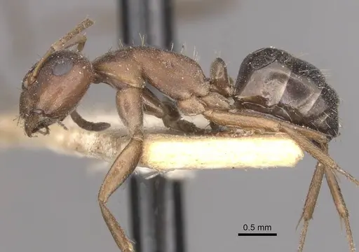 Camponotus punctulatus specimen CASENT0909976 image casent0909976_3