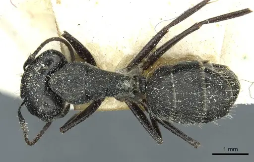 Camponotus punctulatus specimen CASENT0912018 image casent0912018_1