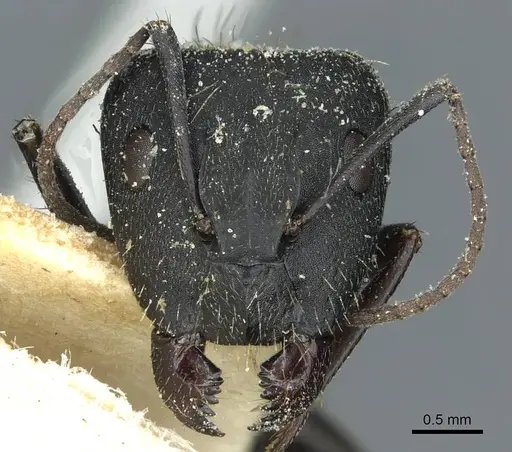 Camponotus punctulatus specimen CASENT0912018 image casent0912018_2