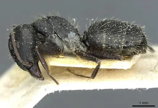 Camponotus punctulatus specimen CASENT0912018 image casent0912018_3