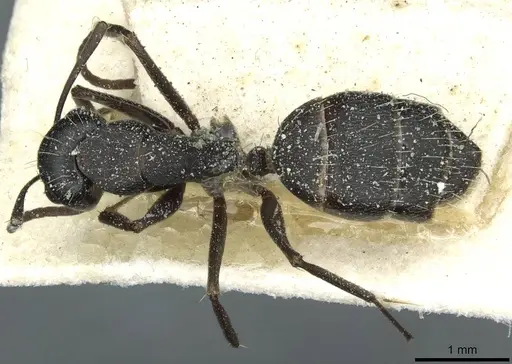 Camponotus punctulatus specimen CASENT0912019 image casent0912019_1
