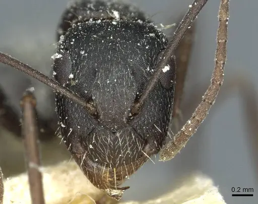 Camponotus punctulatus specimen CASENT0912019 image casent0912019_2
