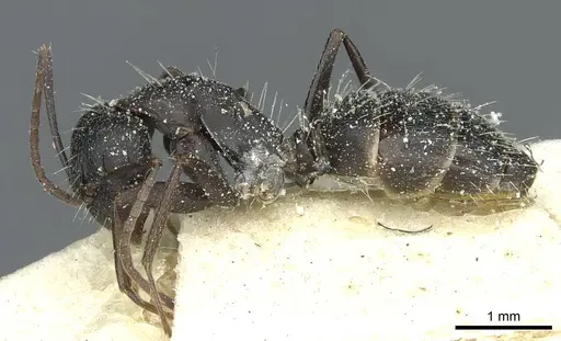 Camponotus punctulatus specimen CASENT0912019 image casent0912019_3