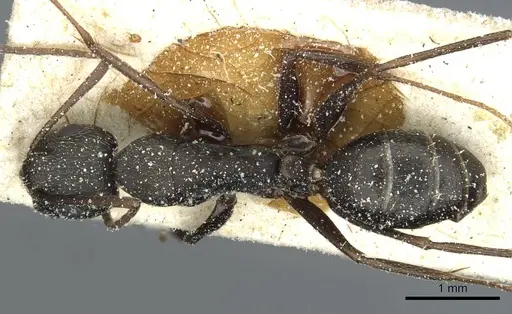 Camponotus punctulatus specimen CASENT0912020 image casent0912020_1