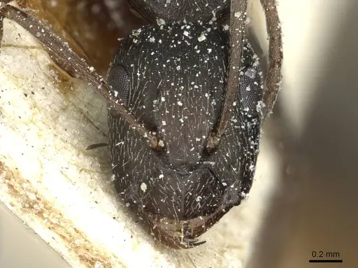 Camponotus punctulatus specimen CASENT0912020 image casent0912020_2