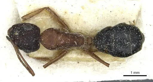 Camponotus punctulatus specimen CASENT0912021 image casent0912021_1