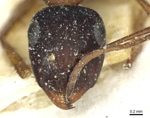 Camponotus punctulatus specimen CASENT0912021 image casent0912021_2