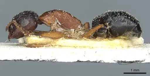 Camponotus punctulatus specimen CASENT0912021 image casent0912021_3