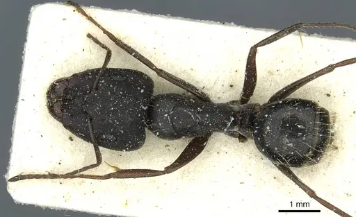 Camponotus punctulatus specimen CASENT0912022 image casent0912022_1