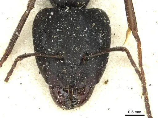 Camponotus punctulatus specimen CASENT0912022 image casent0912022_2