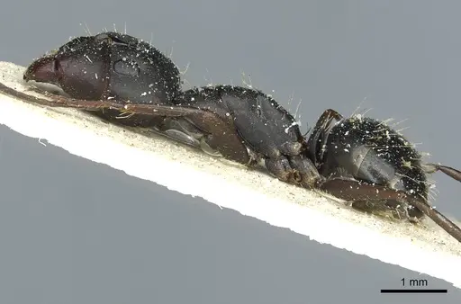 Camponotus punctulatus specimen CASENT0912022 image casent0912022_3
