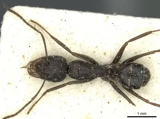 Camponotus punctulatus specimen CASENT0912023 image casent0912023_1