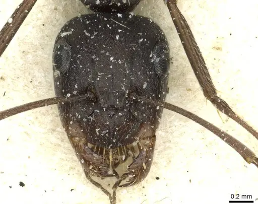 Camponotus punctulatus specimen CASENT0912023 image casent0912023_2