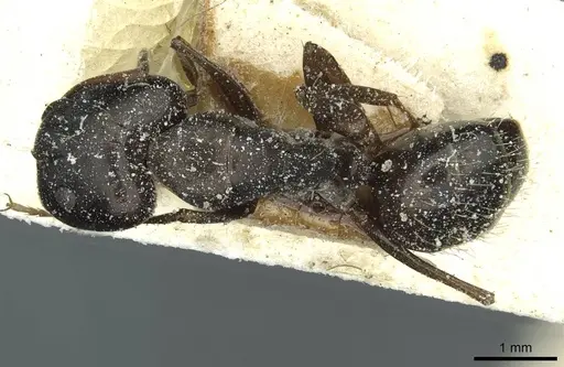 Camponotus punctulatus specimen CASENT0912024 image casent0912024_1