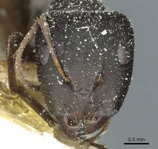 Camponotus punctulatus specimen CASENT0912024 image casent0912024_2