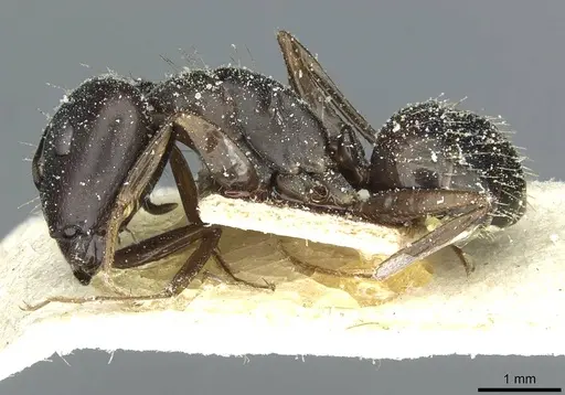 Camponotus punctulatus specimen CASENT0912024 image casent0912024_3