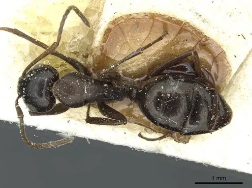 Camponotus punctulatus specimen CASENT0912025 image casent0912025_1