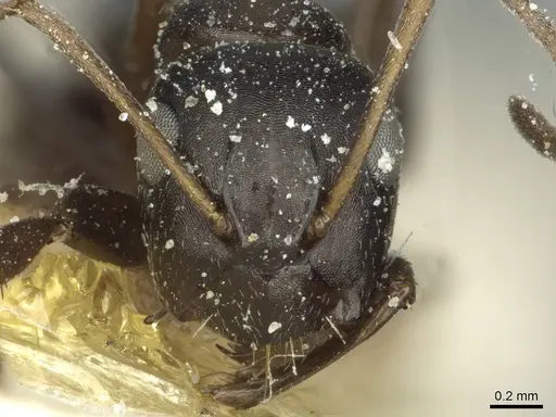 Camponotus punctulatus specimen CASENT0912025 image casent0912025_2