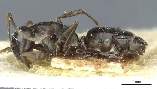 Camponotus punctulatus specimen CASENT0912025 image casent0912025_3