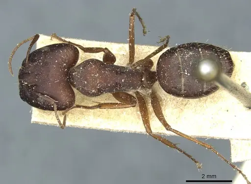 Camponotus punctulatus specimen CASENT0912026 image casent0912026_1