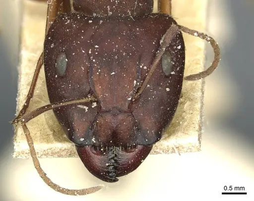 Camponotus punctulatus specimen CASENT0912026 image casent0912026_2