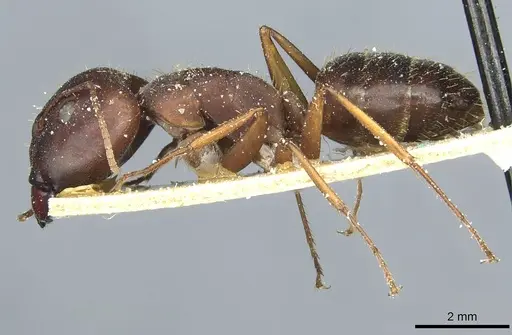Camponotus punctulatus specimen CASENT0912026 image casent0912026_3