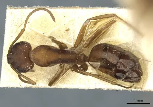 Camponotus punctulatus specimen CASENT0912027 image casent0912027_1