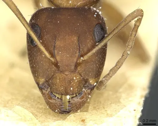 Camponotus punctulatus specimen CASENT0912027 image casent0912027_2