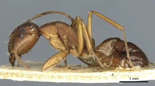 Camponotus punctulatus specimen CASENT0912027 image casent0912027_3