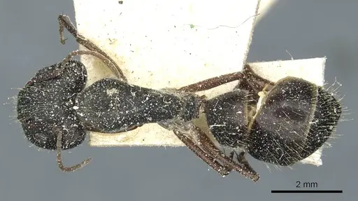 Camponotus punctulatus specimen CASENT0912028 image casent0912028_1