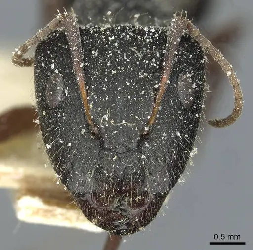 Camponotus punctulatus specimen CASENT0912028 image casent0912028_2