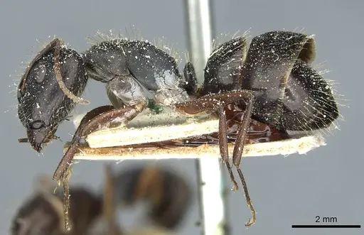 Camponotus punctulatus specimen CASENT0912028 image casent0912028_3