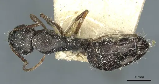 Camponotus punctulatus specimen CASENT0912029 image casent0912029_1