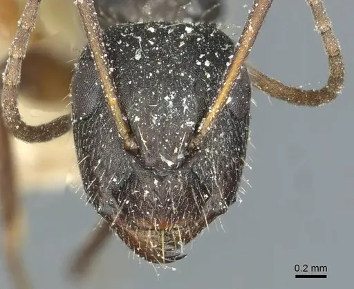 Camponotus punctulatus specimen CASENT0912029 image casent0912029_2