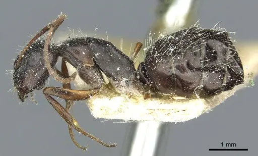 Camponotus punctulatus specimen CASENT0912029 image casent0912029_3
