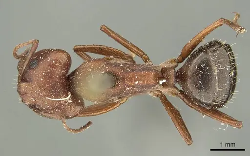 Camponotus punctulatus specimen CASENT0915801 image casent0915801_1