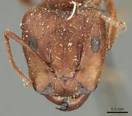 Camponotus punctulatus specimen CASENT0915801 image casent0915801_2
