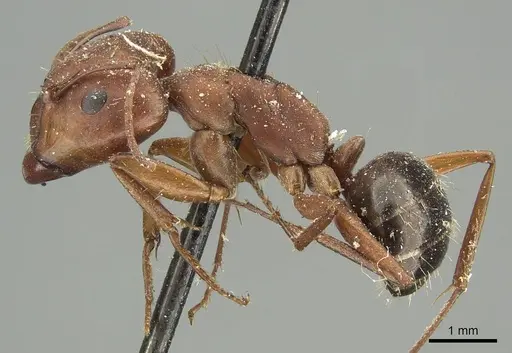Camponotus punctulatus specimen CASENT0915801 image casent0915801_3