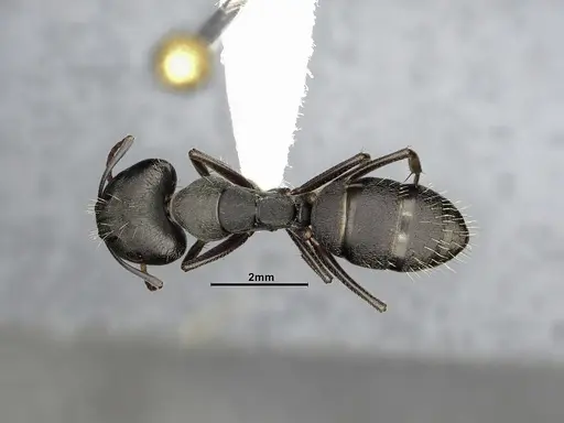 Camponotus punctulatus specimen CASENT4032243 image casent4032243_1