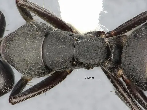 Camponotus punctulatus specimen CASENT4032243 image casent4032243_2