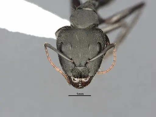 Camponotus punctulatus specimen CASENT4032243 image casent4032243_3