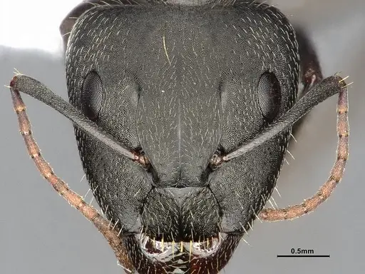 Camponotus punctulatus specimen CASENT4032243 image casent4032243_4