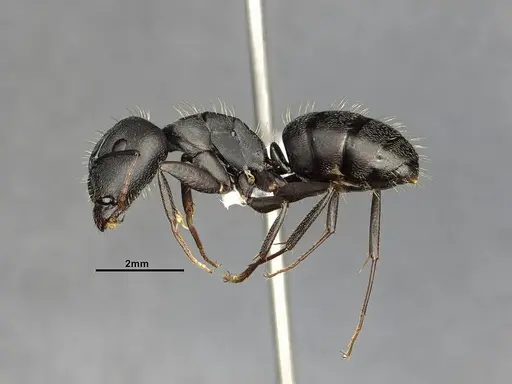 Camponotus punctulatus specimen CASENT4032243 image casent4032243_5