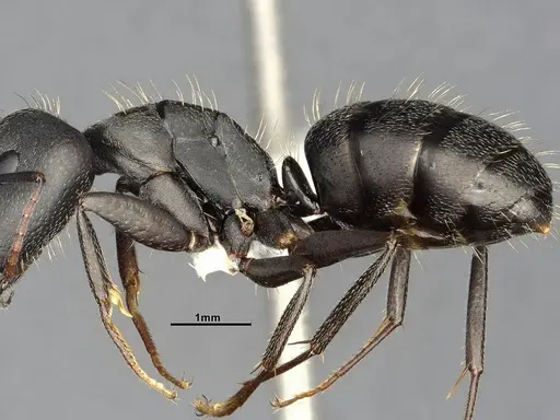 Camponotus punctulatus specimen CASENT4032243 image casent4032243_6